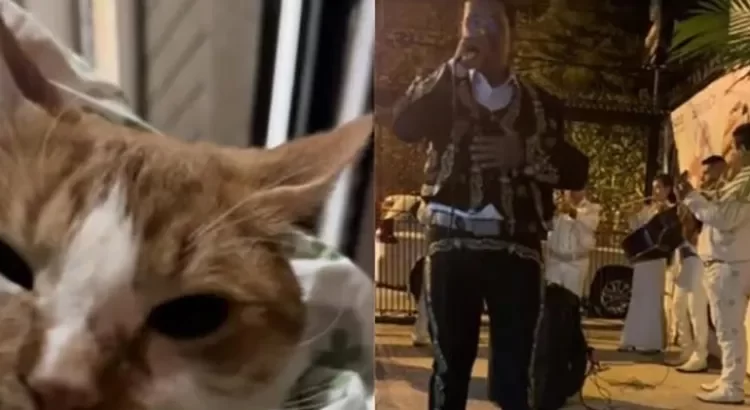 Le llevó serenata … a su gato Le llevó serenata … a su gato