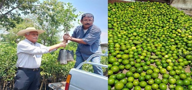 En Michoacán se fortalece sector limonero