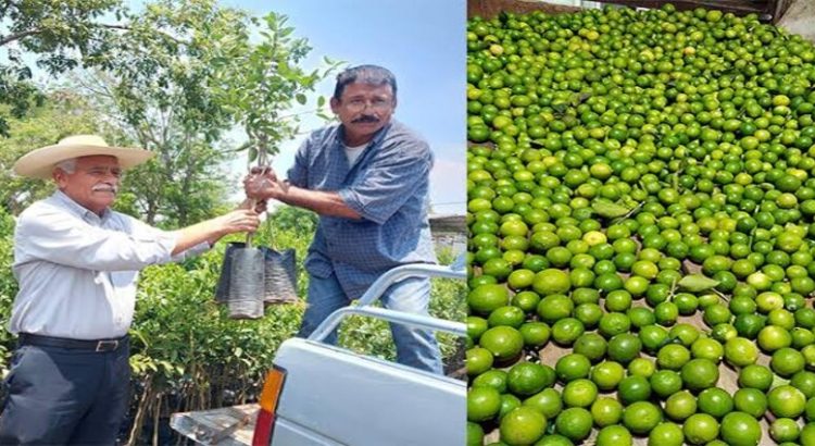 En Michoacán se fortalece sector limonero