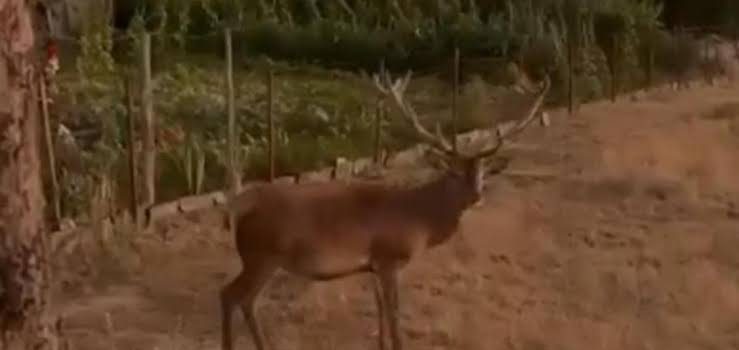 Pueblo de Zamora reúne fuerzas para salvar al ciervo “Carlos”