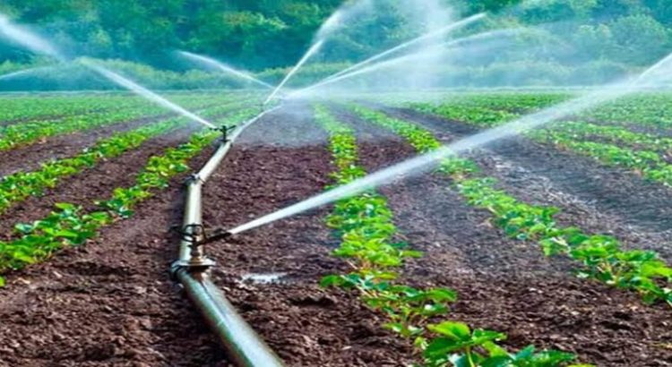 Analizan reducir el riego para ciclos agrícolas por sequía en Michoacán