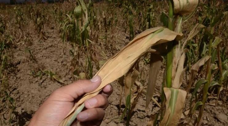 Por sequía extrema, reducirán a 50% los cultivos en la región Zamora
