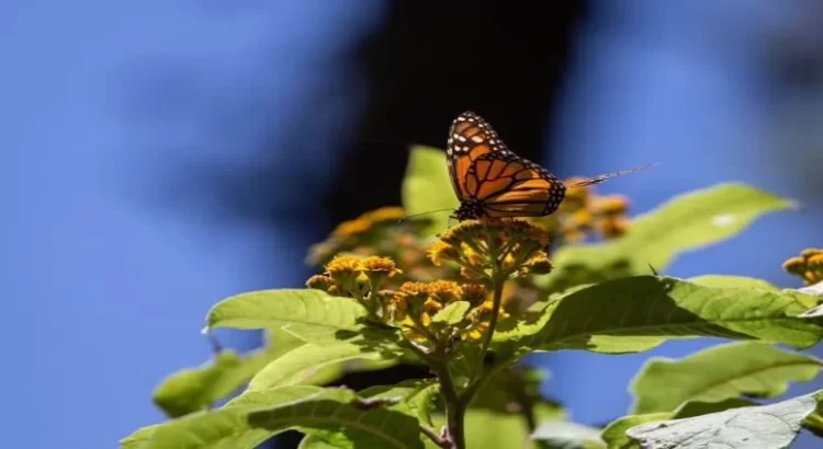 Michoacán espera medio millón de visitantes en santuarios de la mariposa Monarca