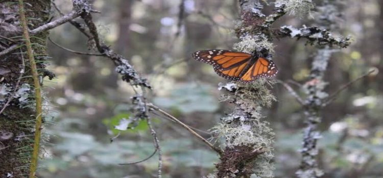 Frente frío causa retraso en llegada de mariposa monarca a santuarios