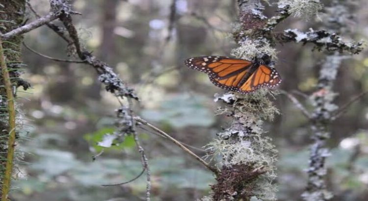 Frente frío causa retraso en llegada de mariposa monarca a santuarios