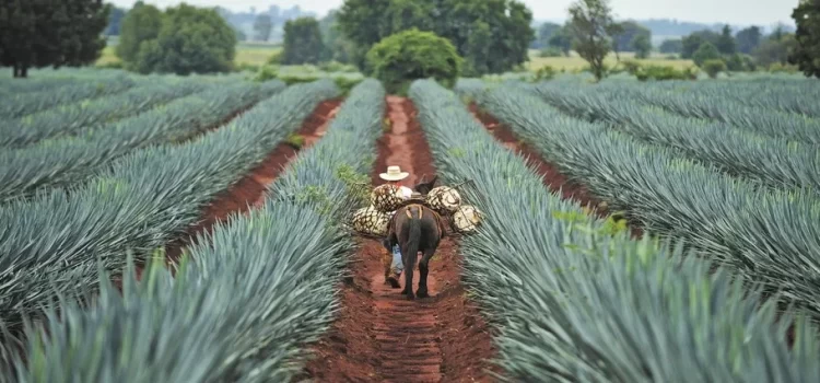 El agave de Michoacán para producción de tequila será libre de deforestación