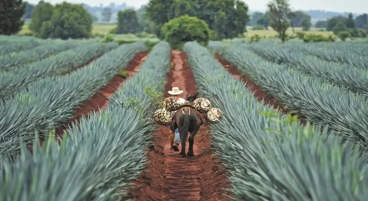 El agave de Michoacán para producción de tequila será libre de deforestación