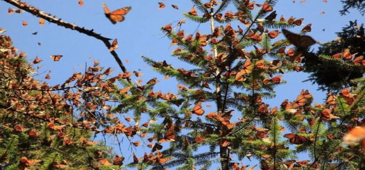 Abrirán santuarios de la mariposa monarca en Michoacán