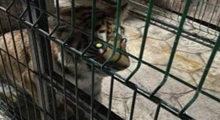 Rescatan un cachorro de león, una pantera y un tigre tras cateo en Michoacán