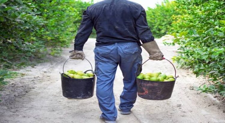 Michoacán protegerá corte y empaques de limón