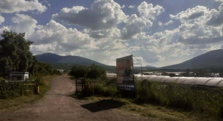 Biofábrica ayudará a abatir plaga de la fresa en Zamora