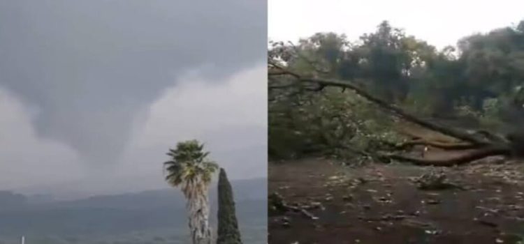 Tornado en Michoacán deja severos daños en huertas de aguacate