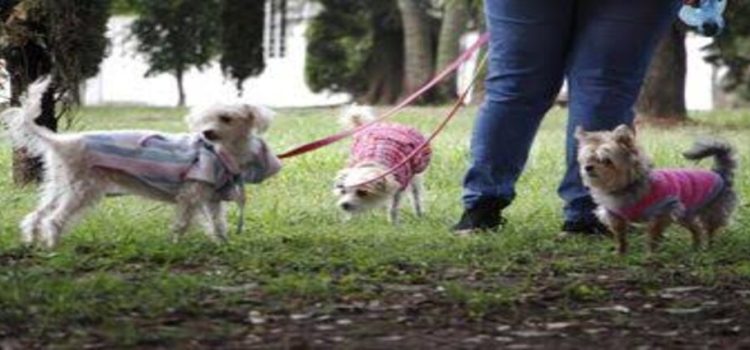 Les ponen suéteres a perritos callejeros para que no pasen frío