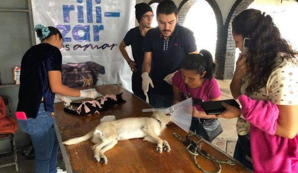 Carlos Soto impulsa campaña de esterilización gratuita en Zamora