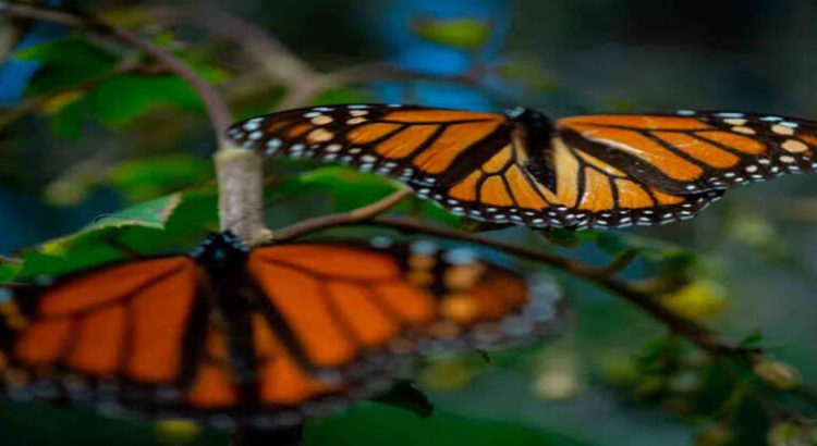 Mariposas monarcas en Michoacán, sin afectaciones ante heladas por frente frío