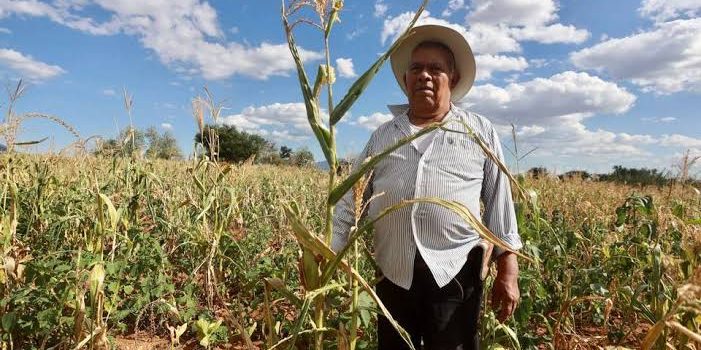 Productores afectados por sequía en Zamora reciben apoyos gubernamentales