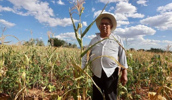 Productores afectados por sequía en Zamora reciben apoyos gubernamentales