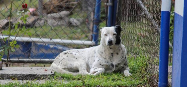 Investiga Fiscalía Regional de Zamora sacrificio de 20 mascotas