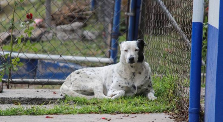 Investiga Fiscalía Regional de Zamora sacrificio de 20 mascotas