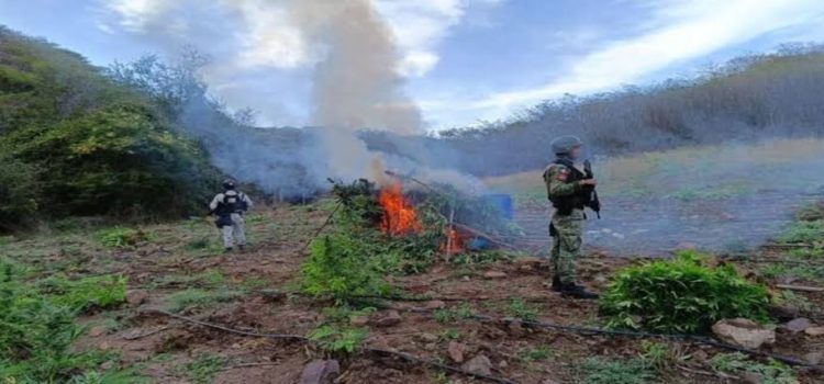 GN y Ejército destruyen 21 mil 900 plantas de marihuana en Michoacán