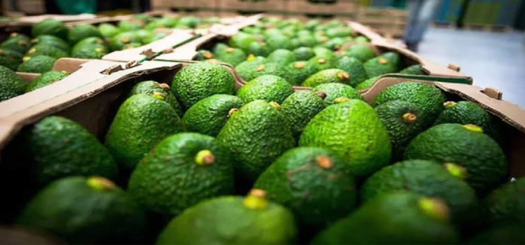 Acuerdan Sader y productores de Michoacán ordenar cultivo de aguacate