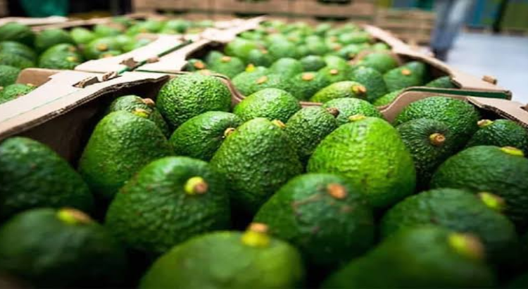 Acuerdan Sader y productores de Michoacán ordenar cultivo de aguacate