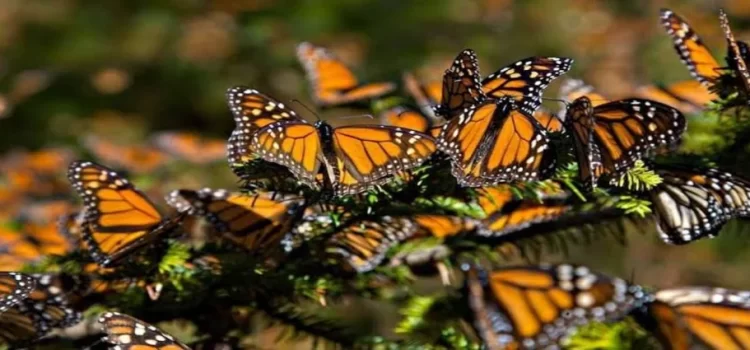 Últimos días para poder visitar la mariposa Monarca en los 3 santuarios