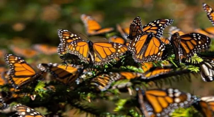 Últimos días para poder visitar la mariposa Monarca en los 3 santuarios