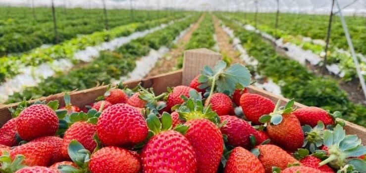 Buscan obtener una variedad de plantas de fresa mexicana en Zamora