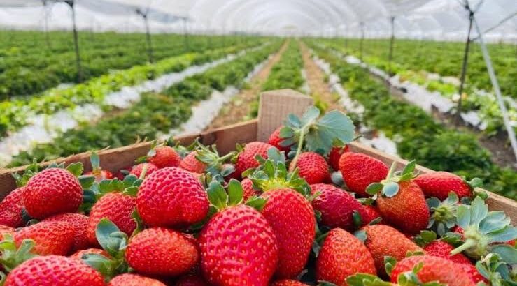 Buscan obtener una variedad de plantas de fresa mexicana en Zamora