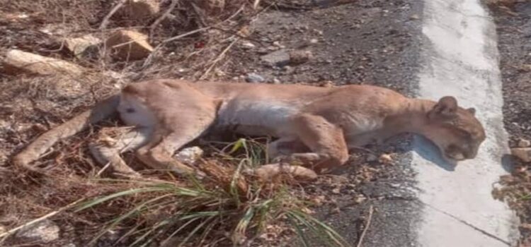 Atropellan a puma en autopista Siglo XXI de Michoacán