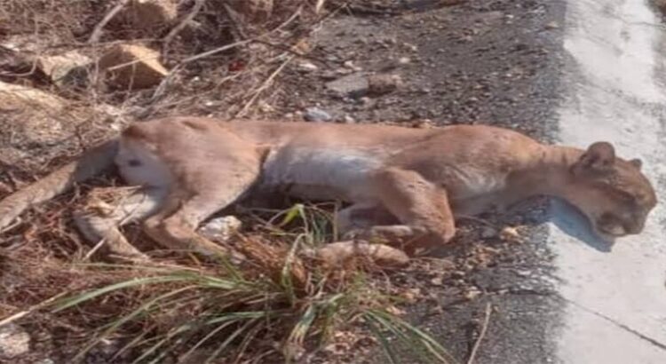 Atropellan a puma en autopista Siglo XXI de Michoacán