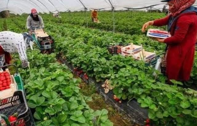 Falta de apoyo y mano de obra, principales problemas del agro en Zamora