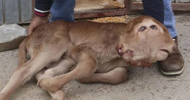 Nace un ternero con dos cabezas, dos bocas y cuatro ojos en una granja de Zamora