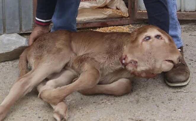 Nace un ternero con dos cabezas, dos bocas y cuatro ojos en una granja de Zamora