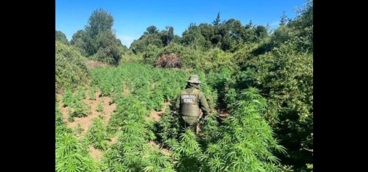 Destruyen más de 60 mil plantas de marihuana en Michoacán