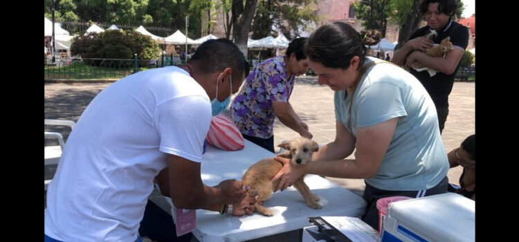 Van más de 6 mil vacunas antirrábicas aplicadas en Michoacán