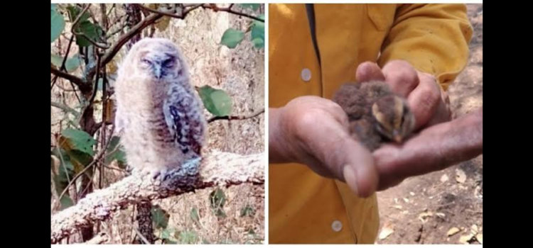 Brigadistas rescatan un búho y una gallinita en incendio de Michoacán