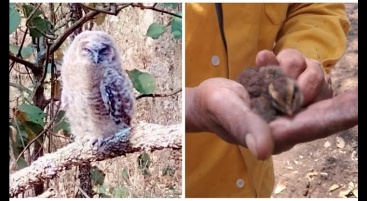 Brigadistas rescatan un búho y una gallinita en incendio de Michoacán