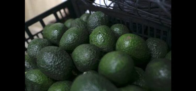 FGR investiga robo de 40 toneladas de aguacate en Michoacán