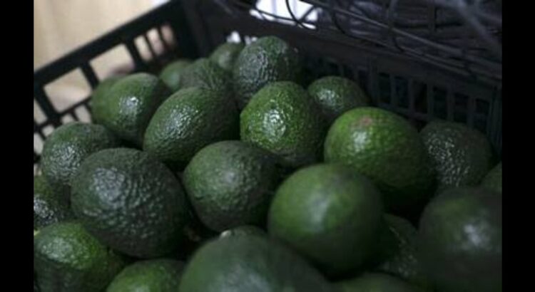 FGR investiga robo de 40 toneladas de aguacate en Michoacán