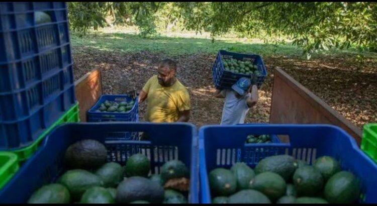 Así fue el robo de más de 40 mil kilos de aguacate en Michoacán