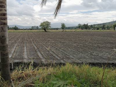 Llegan las lluvias al campo de Zamora en tiempo oportuno