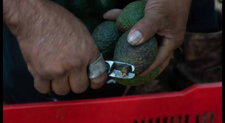 Restablecen al 100 por ciento exportación de aguacate en Michoacán