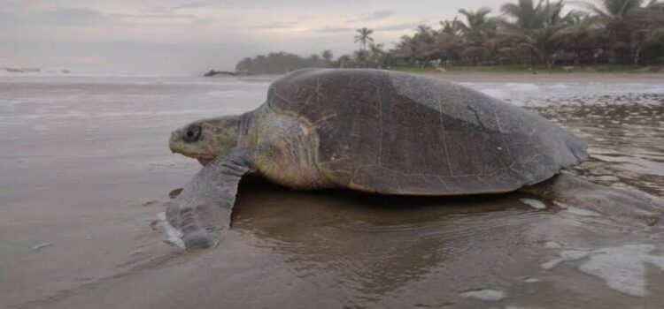 Lanza Michoacán programa de protección de tortugas marinas