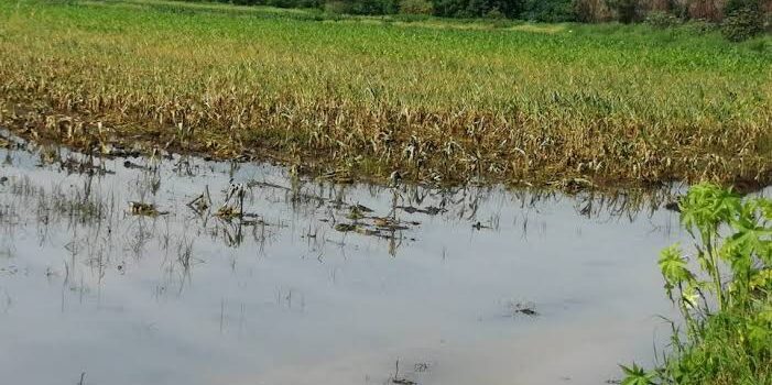 Desborde de Dren A inunda cultivos de fresa y maíz en Zamora