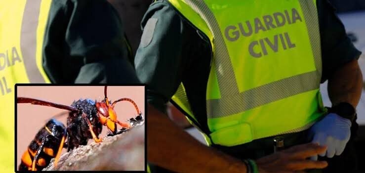 Muere un guardia civil tras picarle una avispa en Zamora