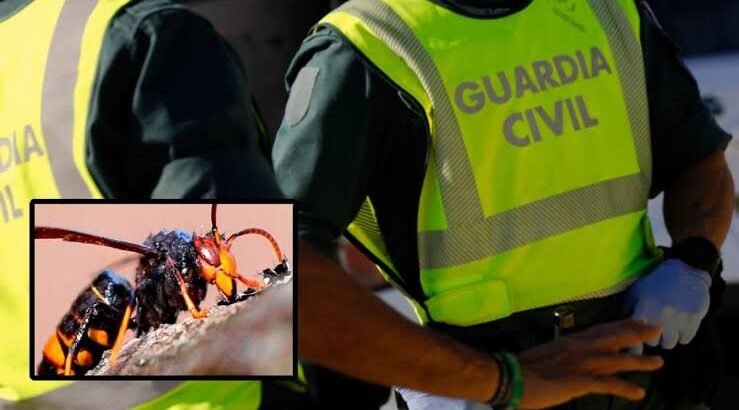 Muere un guardia civil tras picarle una avispa en Zamora