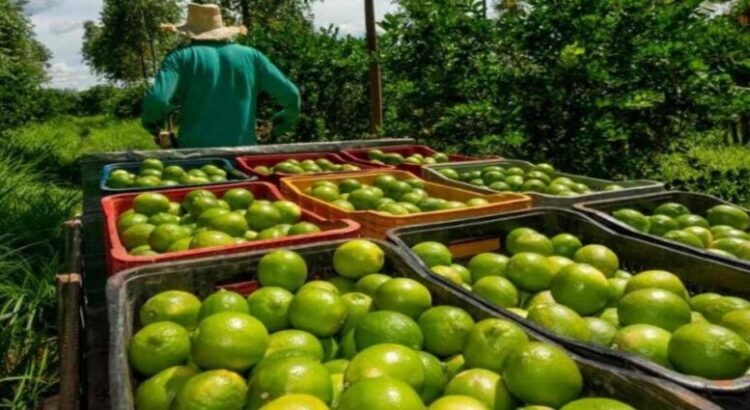 Limoneros hacen paro en Michoacán