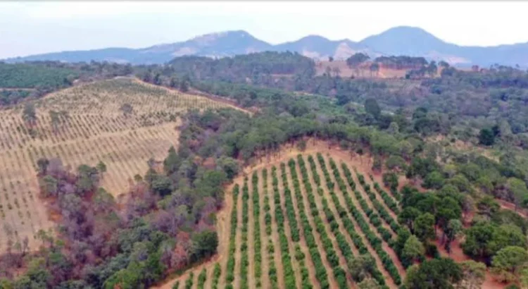 Más de 800 huertas de aguacate en Michoacán, sin permiso de uso de suelo